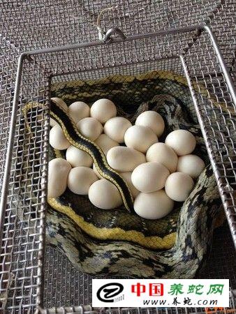 母蛇产蛋后的管理方法?