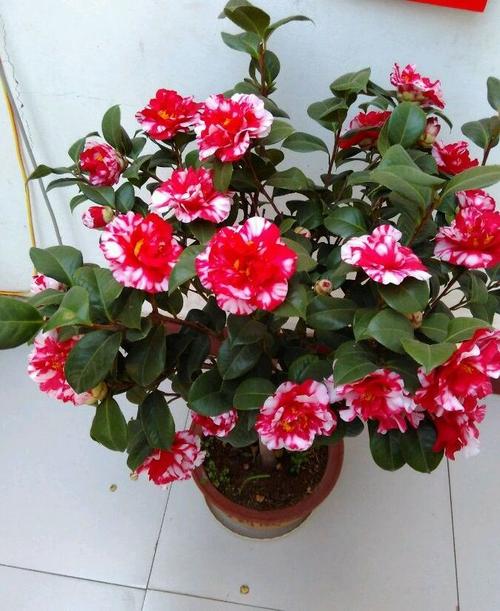 此木本花卉,一花多色,漂亮似牡丹,花期长,种植容易,值得拥有