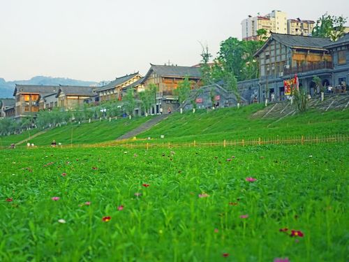 重庆巴南小众景点,不去西藏也能看格桑花,一年只出现几个月