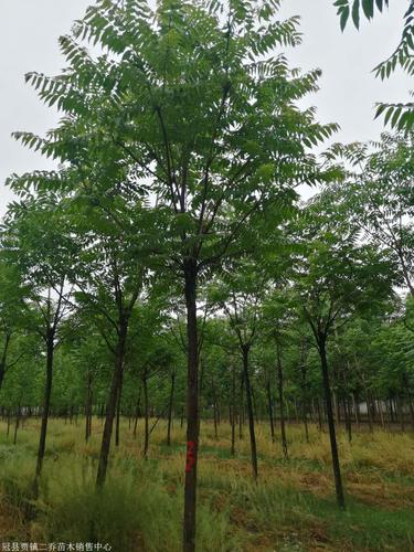 臭椿苗臭椿树苗价格4公分山东臭椿树苗种植基地