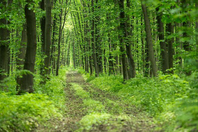 森林高清图片jpg