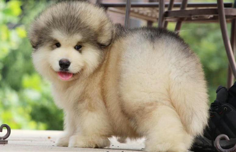 纯种熊版阿拉斯加犬 正规繁殖犬舍