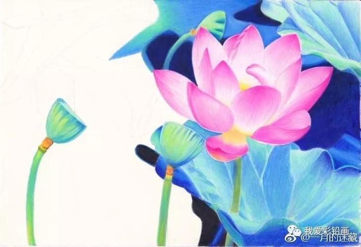 彩铅手绘--炎炎夏日画一副【夜荷】