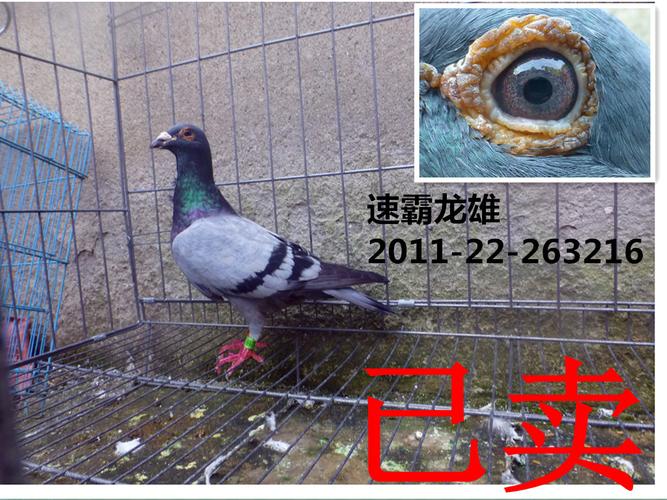 鸽子 种鸽 赛鸽 幼鸽 成绩鸽 天落鸟活体信鸽血统鸽 杨阿腾母