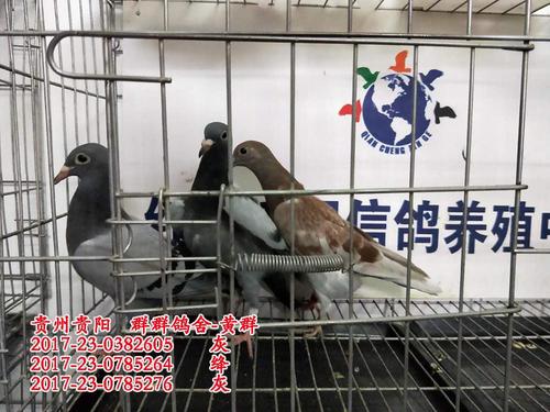 信鸽入棚照片