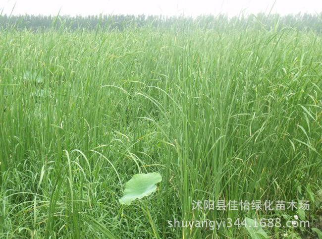 香蒲水生植物香蒲苗香蒲小苗水生香蒲香蒲基地规格齐全
