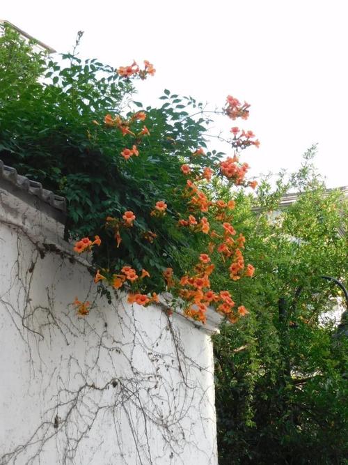 【荐读】凌霄花,我为你歌唱