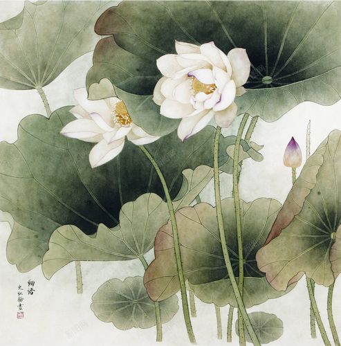 白荷花和荷叶国画