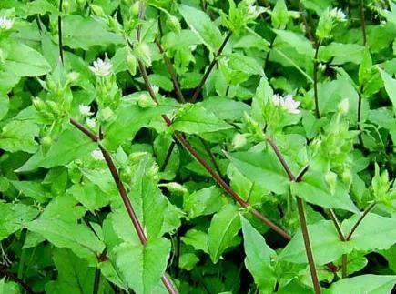 黄花菜      鹅肠草 千层菊        齐头蒿 嗅着野菜香 子随母踏遍