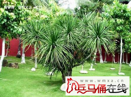 龙血树的功效与作用