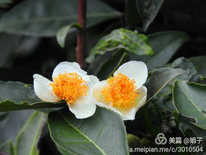 生态久安之四——古茶树花