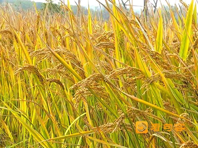 高粱红了像什么?稻子黄了像什么?棉花白了像什么?