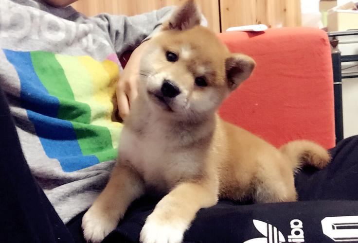 谁可以帮我看看你这只柴犬长得怎么样是狐狸脸还是狸猫脸呀