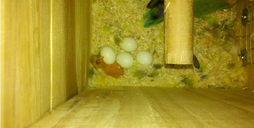 我家牡丹鹦鹉下了蛋,但是放在外面(气温不到10度)鹦鹉