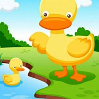 【小博士幼儿园第四十三期睡前故事】―《小小鸭子学游泳》