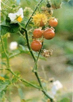 颠茄的功效与作用有哪些