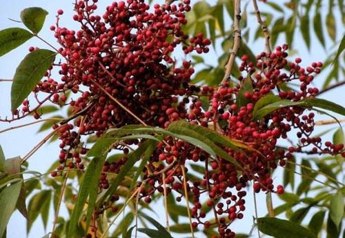 黄连木果实有什么作用?