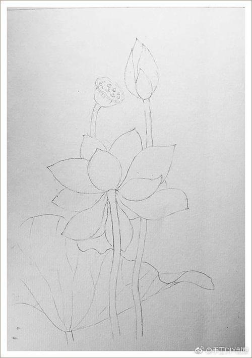 换种方式绽放——又好看又简单的水彩画荷花