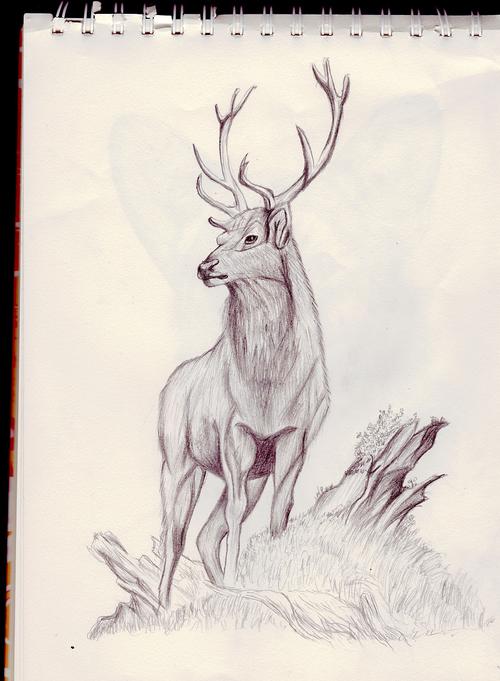 手绘练习-鹿|纯艺术|素描|lester2 - 原创作品 - 站酷