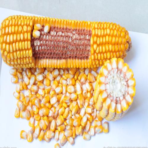 供应绿色优质玉米种子