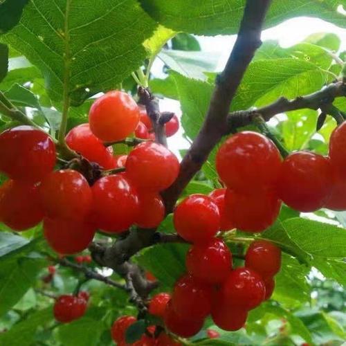 少雨天气为主,受连续晴好天气作用,富民樱桃从清明节期间开始陆续成熟