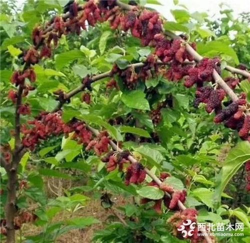 果桑树苗哪里有卖的 台湾长果桑苗基地 白如玉果桑苗价格