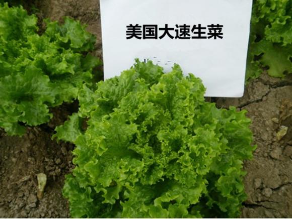 我要发芽 蔬菜种子 进口大速生生菜种子 抗病高产 耐热耐寒味甜脆 10g