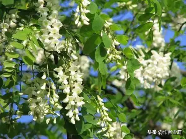 散文:家乡的洋槐树