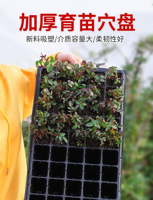 育苗盘育苗盆穴盘塑料杯种植神器营养钵蔬菜育种扦插盒农用托盘盆72穴