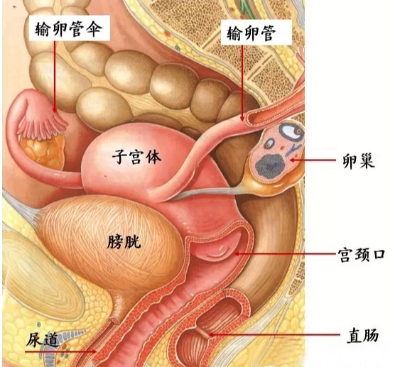 尿频,腺肌症,子宫,子宫腺肌症,膀胱,尿频尿急,子宫肌瘤,贝安