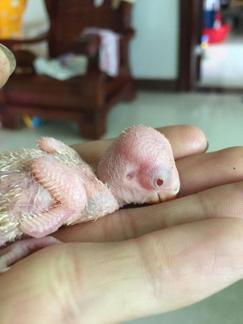 牡丹鹦鹉幼鸟,想知道这个红眼睛的是什么品种?