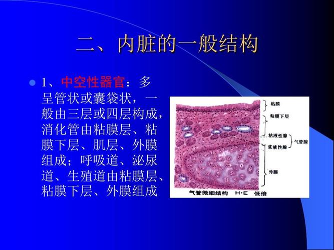 组织学与解剖学__消化系统ppt
