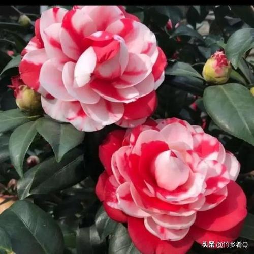 多姿多彩的漂亮茶花