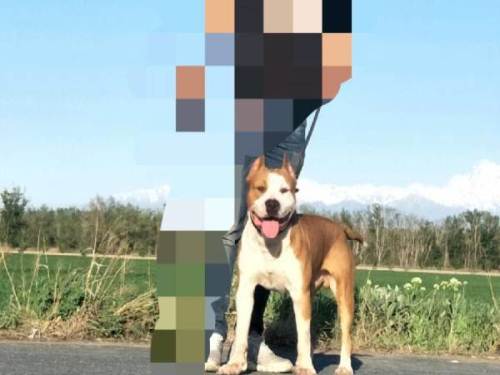 单血统斯塔福宠物犬小狗狗接受预定