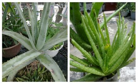 芦荟真的能用来敷脸吗?