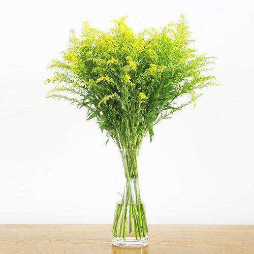 云南鲜花尤加利叶上花红豆相思豆黄莺草银叶菊花束配材料绿色叶子