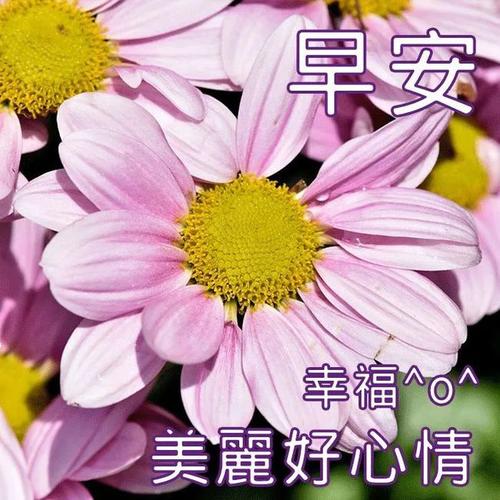 下午好图片带字祝福 热门微信下午好表情包感情,下午好问候语 下午好