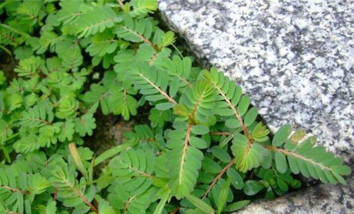 疳积草(阴阳草)的功效与作用