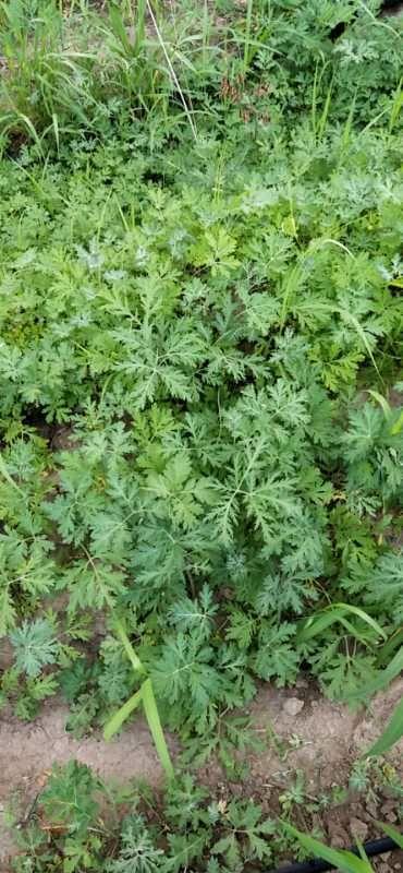 田边大籽蒿很多,如何处理?