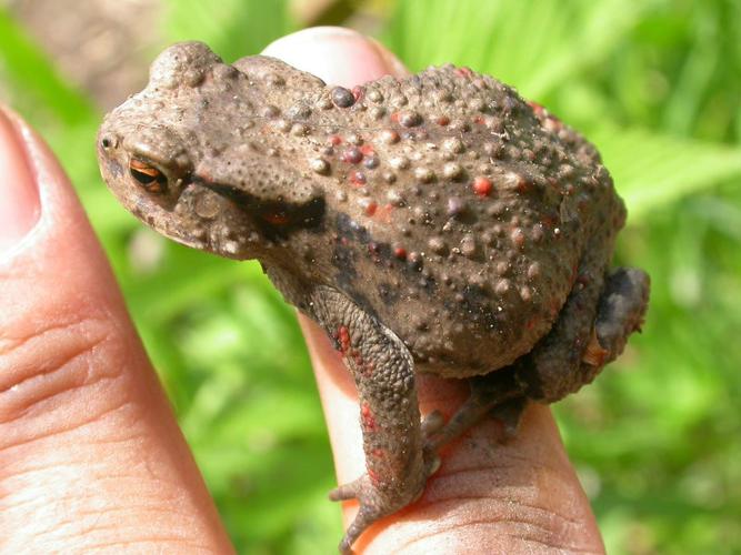 两栖动物,体表有许多疙瘩,内有毒腺,俗称癞蛤蟆,癞刺,癞疙宝.