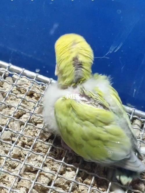 有的蓝腰黄桃长着长着就变成了苹果绿