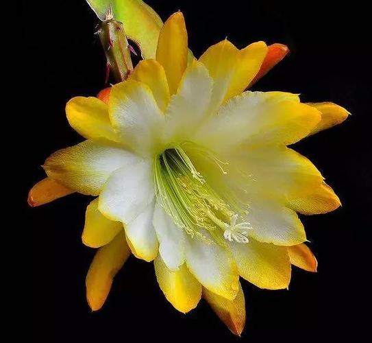 昙花一现的吉利微信头像