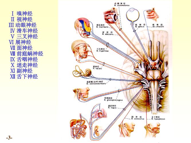 医学 人解cranial nerves Ⅰ嗅神经Ⅱ视神经Ⅲ动眼神经Ⅳ滑车神经Ⅴ