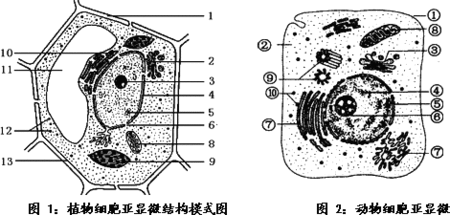 动物细胞中心体平面结构图