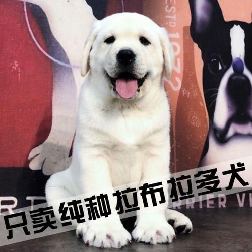 纯种拉布拉多幼犬拉布拉多活体幼崽导盲犬活物拉不拉多小狗狗真狗