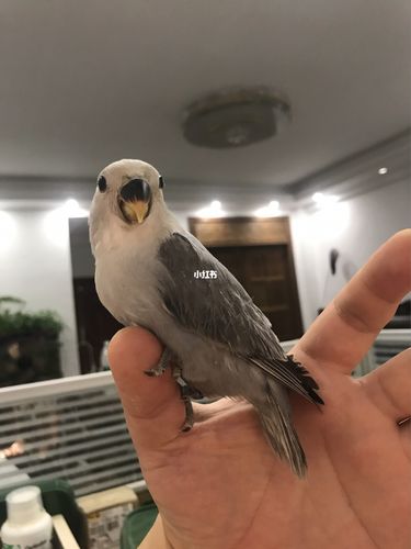 墨闪也蛮好看哒_牡丹_手养牡丹鹦鹉_宠物_宠物其他