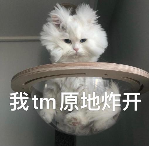 炸毛猫猫 不怕困难