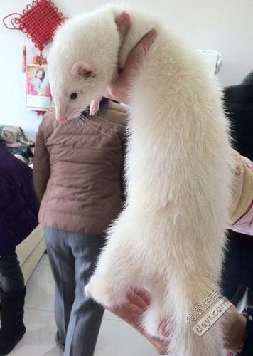 美国纯种宠物玛雪儿闪电貂