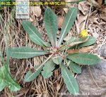 多裂蒲公英全株