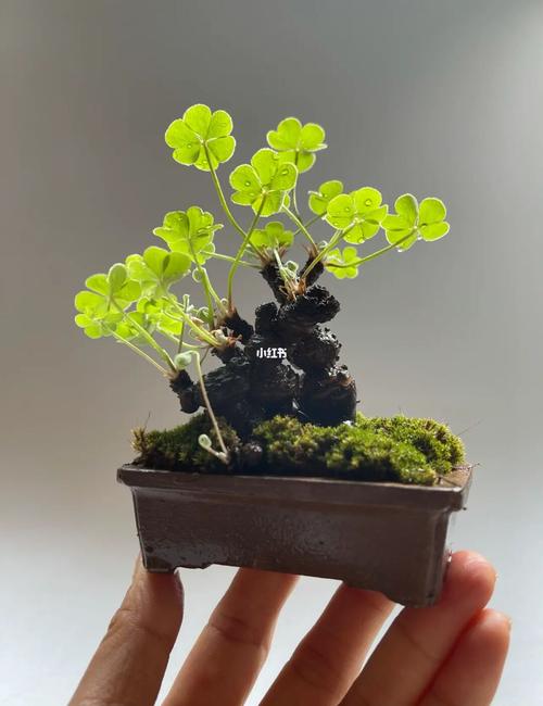 老桩三叶草7815_绿植_盆景_家居家装_家居装饰_花艺